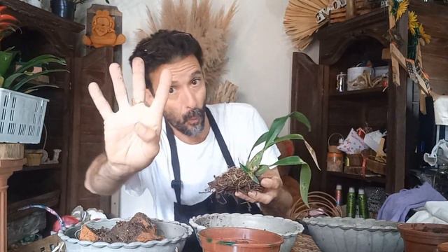 5  Coisas Que VC Precisa Saber Antes De  Comprar Sua Orquídea Cymbidium, Phaneanopsis, Denphal ,etc