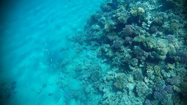 Sunrise Royal Makadi Bay Hotel and Spa, Hurghada, Red Sea, Egypt - Snorkeling 2015 смотреть онлайн