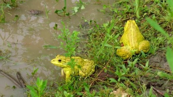 Indian Bullfrog - Amazing Frog Sound - Yellow Frog Call - Tiger Frog