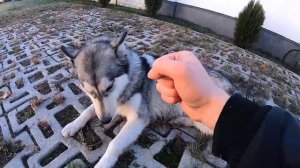 СОБАКИ СБЕЖАЛИ с Нового Дома. Первый снег - рай для хаски