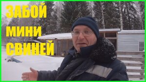 Забой и разделка свиней ,убираем ну о о очень маленьких поросят.