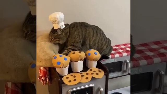 Какие же коты шеф-повара😸 смотреть онлайн