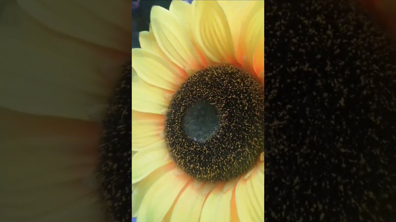 Пешеходные бульвары в первый вечер фестиваля #Вытокi #Барановичи 2 июня 2023г смотреть онлайн