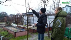 Как обрезать колоновидные деревья?