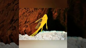 Аквариумный сом Анциструс, содержание,совместимость, кормление, анциструсов,размножение в аквариуме