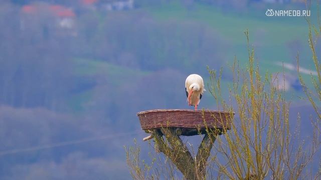 Секреты Творческой Вдохновимости