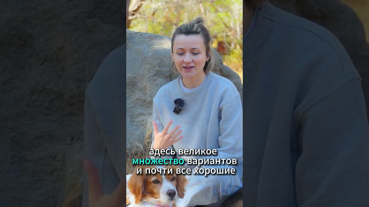 Пищевые игрушки для собак полезны? #shorts смотреть онлайн