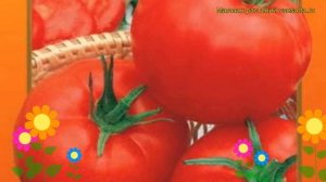 Томат Рапсодия НК F1. Краткий обзор, описание характеристик, где купить семена solánum lycopérsicum