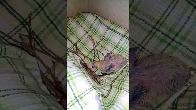 Птенец голубя 9-10день. смотреть онлайн