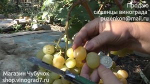 Виноград Красавчик- янтарный, ультраранний с мускатом!!! Писанки О.М. (Пузенко Н. Л.)