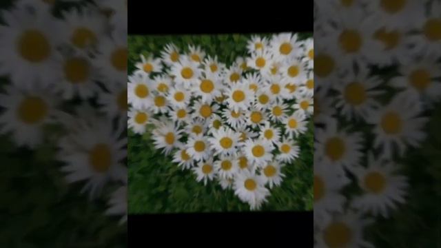 🌼. РОМАШКИ. смотреть онлайн