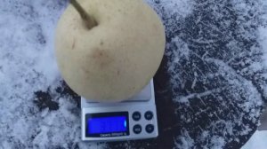 Новинка! Редкий сорт! Груша азиатская зимний сорт  Иншу (Pear Inshu). Обзор и дегустация.