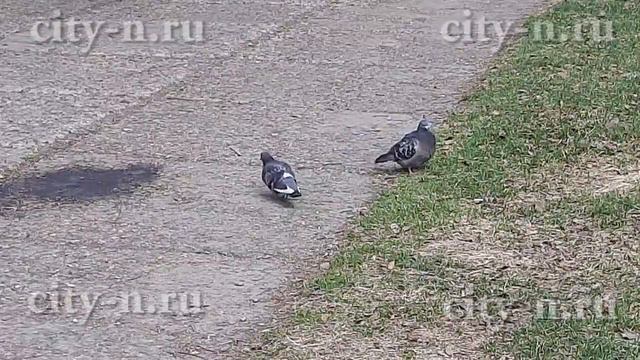 В Новокузнецке приступили к реконструкции сквера имени Манеева смотреть онлайн