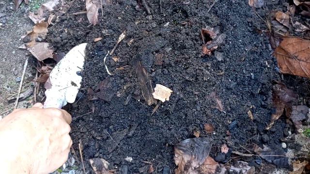 Maranta variegata, replante e substrato que uso nas plantas! смотреть онлайн