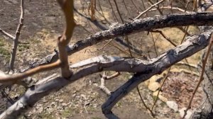 Обрезка старой груши. Что такое "волчки" и как с ними бороться? Весенняя обрезка плодовых деревьев