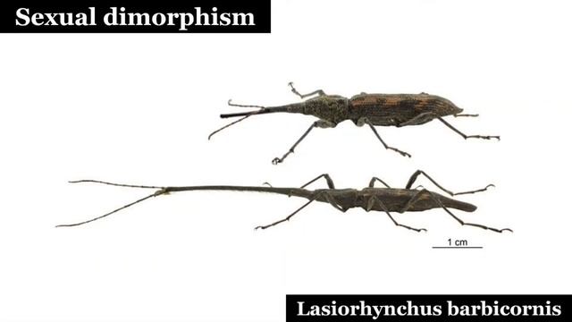 Get to know weevil's family смотреть онлайн