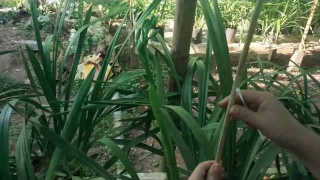 Staking of cymbidium spikes смотреть онлайн