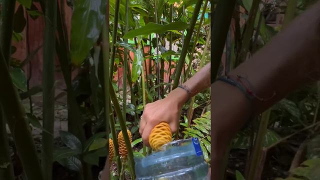 Ginger shampoo plant FAIL! Only rain water😝🌨 смотреть онлайн