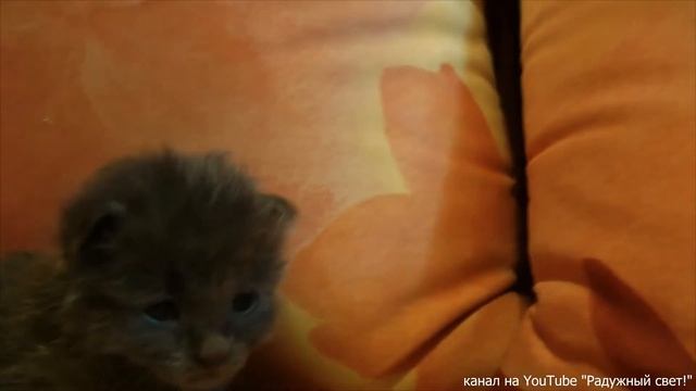 Из пипетки кормим котенка! смотреть онлайн