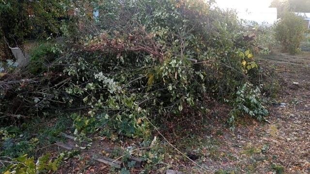 Заброшенная дача!Валим лес!Отремонтировали домик!Участок стал красивым!Садоводы в шоке что мы делае смотреть онлайн