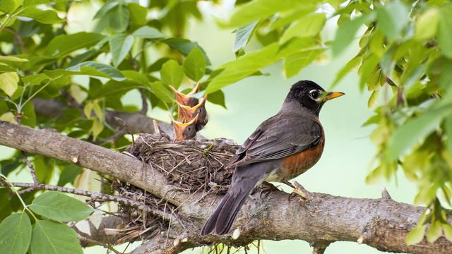 Диктант по русскому языку. 9 класс. Птичьи гнезда. смотреть онлайн