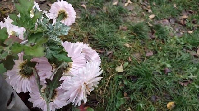 Хризантемы в ноябре. смотреть онлайн