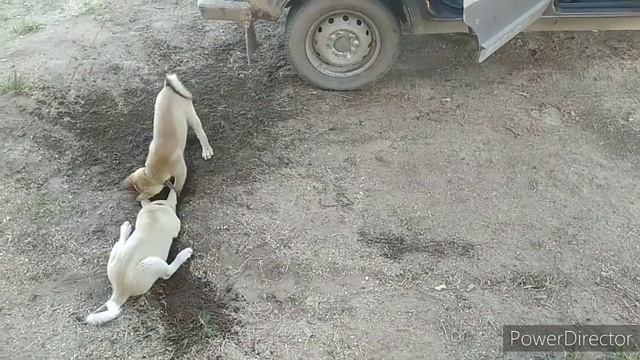 Западно-Сибирские лайки. смотреть онлайн