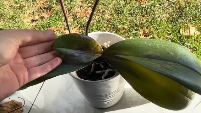Birkez dökün! Çiçeksiz orkideler durmadan çiçek açacaklarsa sağlıklı kökler çıkaracak смотреть онлайн