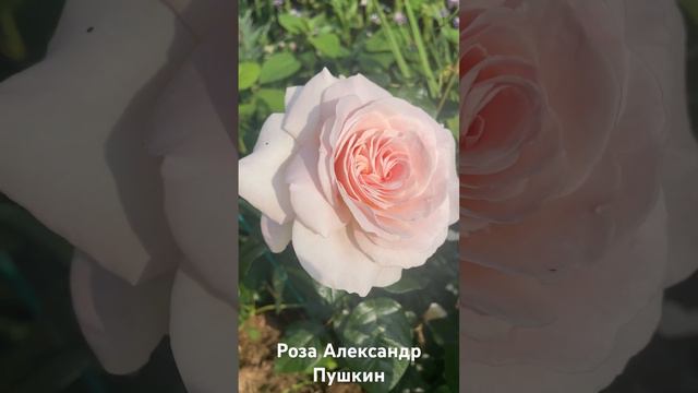 Роза Александр Пушкин/ rose Prince Jardinier #розарий #садоводство #цветы #розы #roses смотреть онлайн