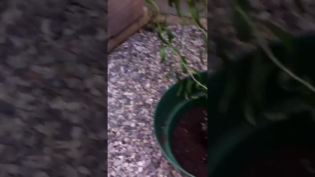 How To: Rooting Corkscrew Willow Update. ✔ Repotting and showing roots смотреть онлайн