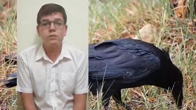 Хитрый ворон смотреть онлайн