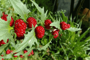 Земляничный шпинат. Однолетник, самосев (Strawberry spinach)