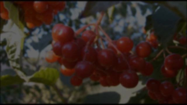 "Калинка-малинка". Автор - композитор Иван Петрович Ларионов. смотреть онлайн