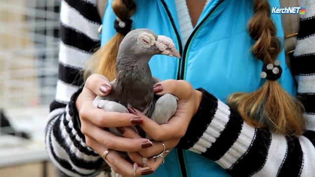 В Керчи прошла IV Международная выставка голубей и певчих птиц (видео) смотреть онлайн