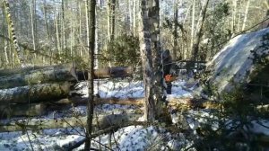 Заготовка Леса 2020-2021) Работа на складе на деляне