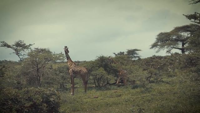PUT KROZ MASAJI ZEMLJU | Afrika |Bez granica sa Andrejem | Putopis Tanzanija смотреть онлайн