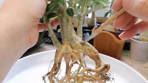 АДЕНИУМ - ОСЬМИНОГ. ПОСАДКА на КАМЕНЬ.