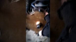 Снятие ступицы муравей