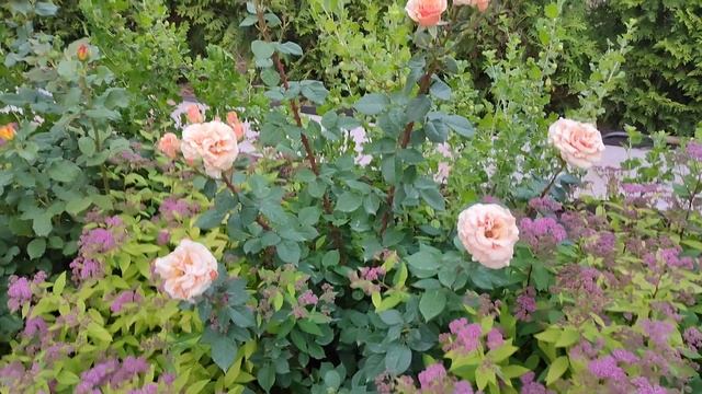 Розы Джирандола, Пакоробане, Соул смотреть онлайн