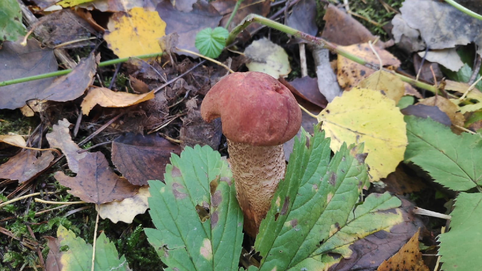 Прекрасные грибочки в День Грибника! Пермские леса. смотреть онлайн