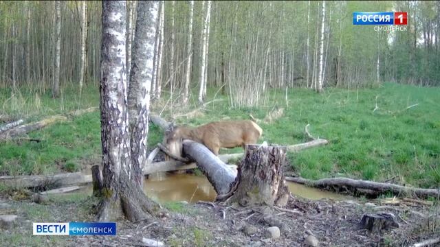 В Смоленском Поозерье был замечен европейский олень смотреть онлайн