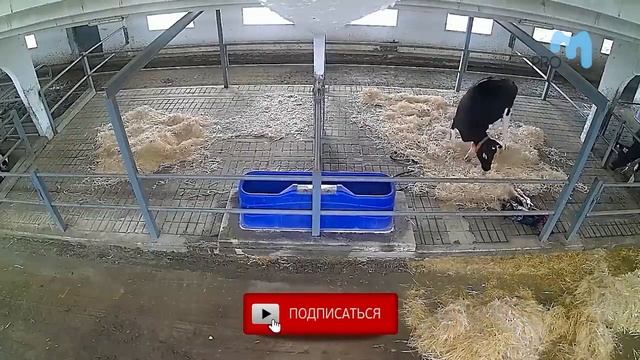 Отел у коров. Первые признаки и процесс отела Как хранить молозиво? Как правильно выпаивать теленка смотреть онлайн