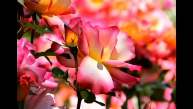 Для Тебя эти розы смотреть онлайн