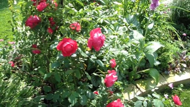 Life story. Видео-позитив. Как нам мало нужно для счастья.....или прогулка по саду с Владом. смотреть онлайн