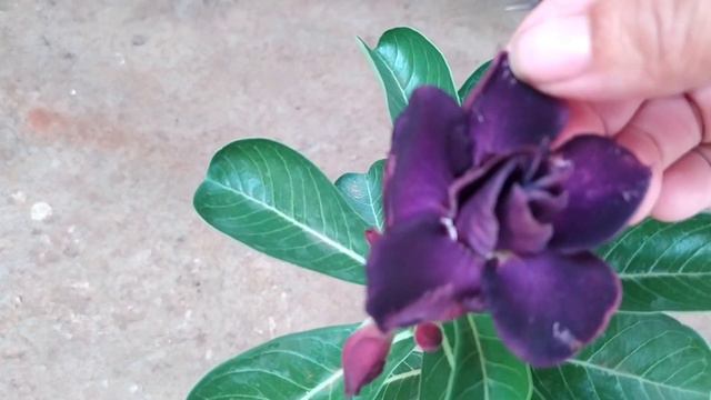 Rosa do deserto TW 32 смотреть онлайн