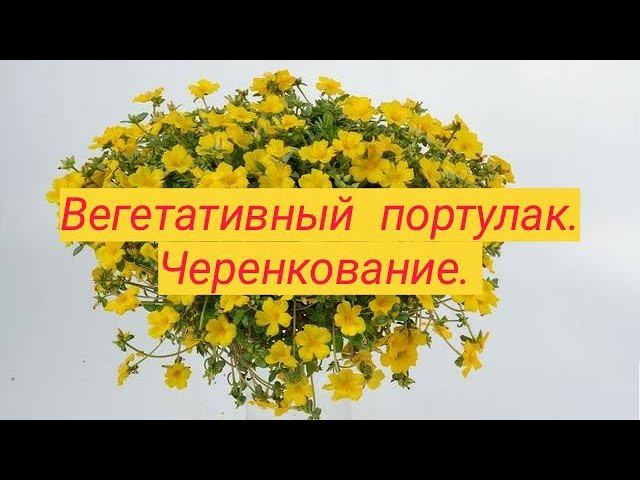Вегетативный портулак. Черенкование. смотреть онлайн