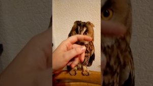 Домашняя ушастая сова