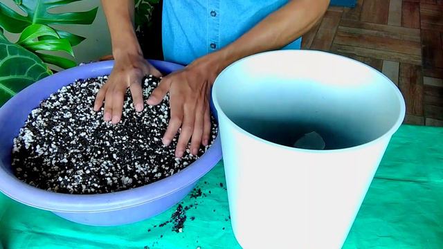 Philodendron Spiritus Sancti - replantando! смотреть онлайн