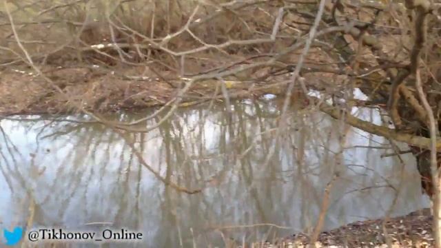 Бобёр вредитель в Рязанской области. | Beaver pest in the Ryazan region. смотреть онлайн