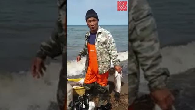 04.08.2019 — Двухметровая акула съела улов рыбака (Углегорск, Сахалин) смотреть онлайн
